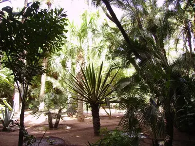 a group of palm trees in a garden at Appart avec vue Jardin/Majorelle in Marrakech