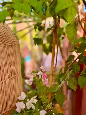 a plant with pink and white flowers next to a vase at Vibrant Medina Loft and Roof Top in Marrakech
