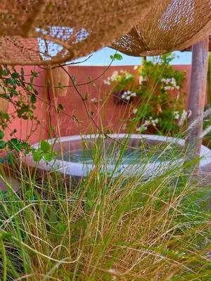 a bunch of tall grass in front of a building at Vibrant Medina Loft and Roof Top in Marrakech