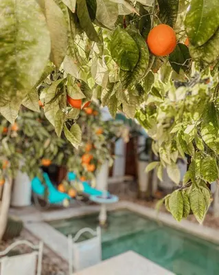 an orange tree with fruits and leaves next to a swimming pool at Riad Slitine & Spa in Marrakech