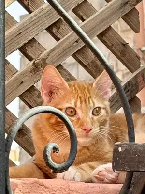 an orange cat laying on top of a chair at Riad Aya in Marrakech