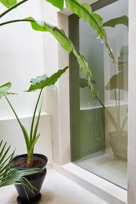 a plant sitting on a table next to a window at Numa Marrakech in Marrakech