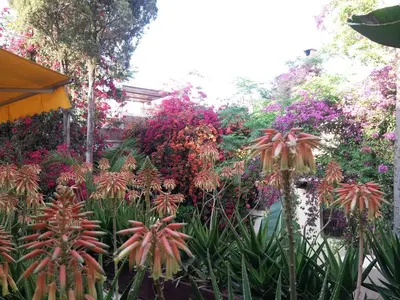 a garden with many different types of plants at Riad Malika in Marrakech