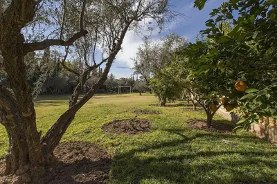 a group of trees in a field with an orange tree at Villa Zahra Palmeraie in Marrakech