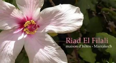 a close up of a white flower with the words rid el filitz written at Riad El Filali in Marrakech