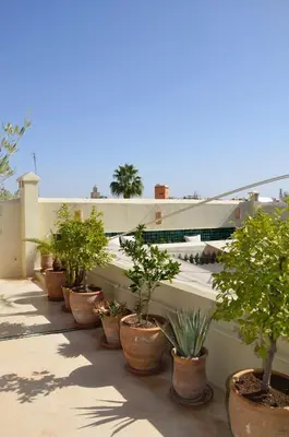 a row of potted plants on a roof at Riad Bab 54 in Marrakech