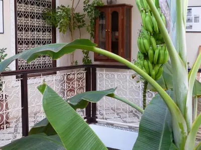 a bunch of green bananas hanging from a plant at Riad Marhbabikoum in Marrakech