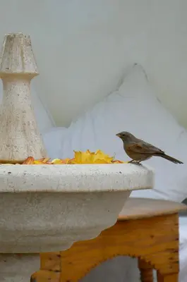 a bird sitting on a bird feeder on a table at Dar El Kharaz in Marrakech