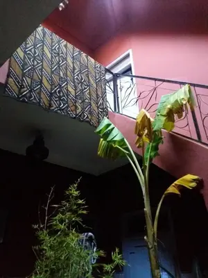 a plant in a vase in a room with a bed at Riad Hayed in Marrakech
