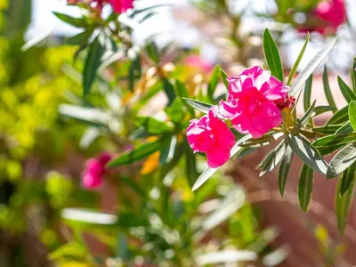 a bunch of pink flowers on a plant at Riad L'orange Bleue in Marrakech