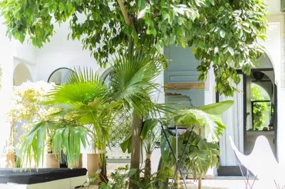 a group of palm trees in front of a building at Riad Rafaele & SPA in Marrakech