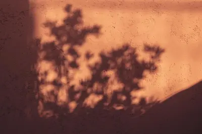 a shadow of a tree on a wall at Riad Dar Elma And Spa in Marrakech