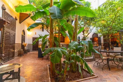a large plant in a room with tables and chairs at Riad ILayka in Marrakech