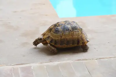 a small turtle walking on a sidewalk at Riad Berenssi in Marrakech