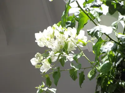 a bunch of white flowers on a tree at Riad Les Bougainvilliers in Marrakech