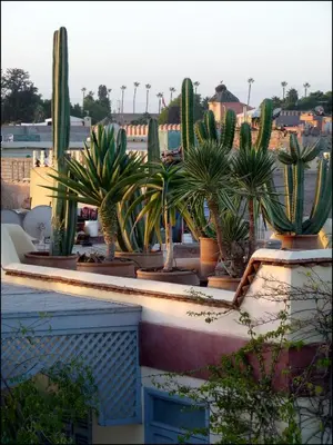 a group of cacti and plants on a building at Riad Noos Noos & Spa in Marrakech
