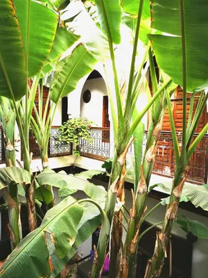 a bunch of green plants in a building at Riad Mehdia & spa in Marrakech