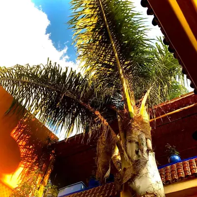 a palm tree in front of a building at Riad Alamine in Marrakech