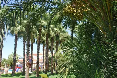 a group of palm trees in a park at Casa Taos in Marrakech