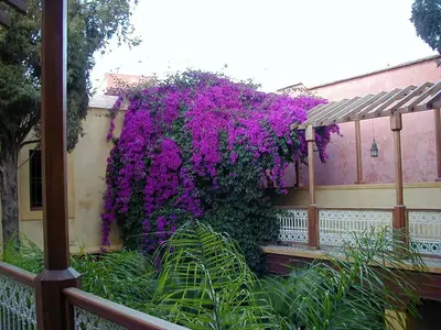 a bunch of purple flowers on the side of a building at Riyad Al Moussika in Marrakech