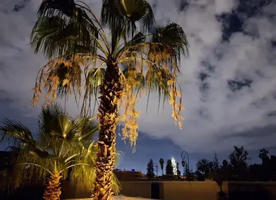 a palm tree with lights on it at night at Dar Al Kounouz in Marrakech