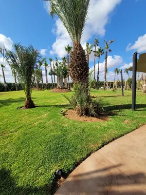 a palm tree in a park with a sidewalk at Villa Oxygène Marrakech in Marrakech