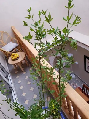 a staircase with a table and a plant in a room at Riad Espressino exclusive Marrakech in Marrakech