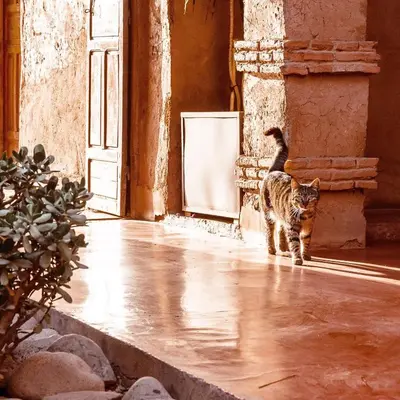 a cat walking in front of an open door at La Ferme Berbere in Marrakech