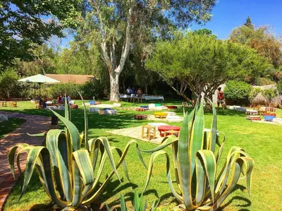 a cactus plant in the middle of a park at La Ferme Berbere in Marrakech