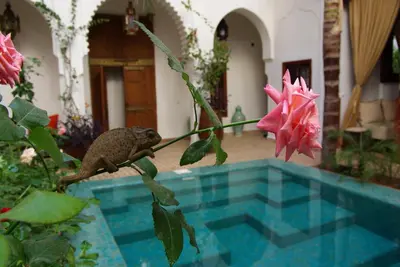 a small monkey sitting on a plant next to a swimming pool at Riad Ghali Hotel & SPA in Marrakech