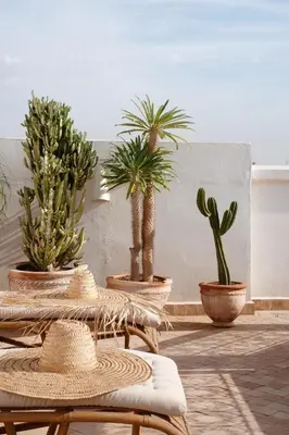 a group of potted plants sitting on a table at Riad L'Atelier in Marrakech