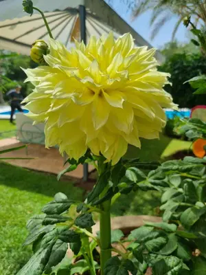 a yellow flower is growing in a garden at Riad les deux citronniers in Marrakech