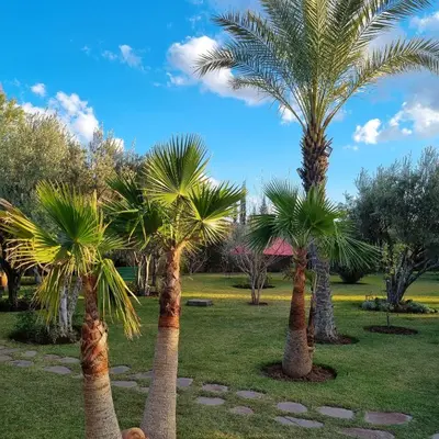 a group of palm trees in a park at Riad les deux citronniers in Marrakech