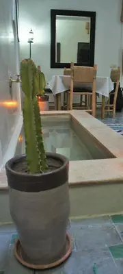 a cactus in a pot sitting next to a pool at Riad Alqimam in Marrakech