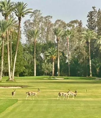 a group of gazelles running on a golf course at Riad Zouhour in Marrakech