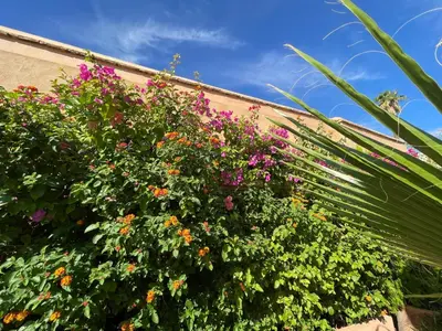 a bush of flowers on the side of a building at Riad Zouhour in Marrakech