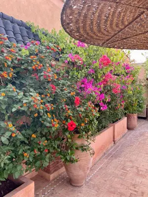 a row of flowers in pots on a patio at Riad Zouhour in Marrakech