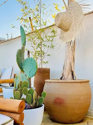 a group of cacti and other plants in pots at Riad Dar Yasaman in Marrakech