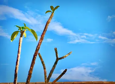 two palm trees with a blue sky in the background at Riad Dar Yasaman in Marrakech