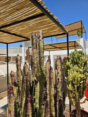 a group of cactus plants in front of a building at Miostello Lifestyle Riad Marrakech in Marrakech
