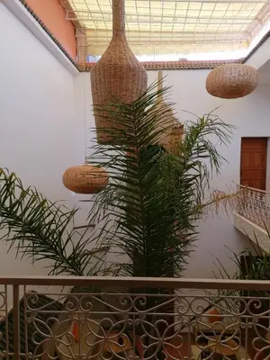 a plant in a room with two hanging baskets at DAR MAR'OUKA , Maison d'hôtes in Marrakech