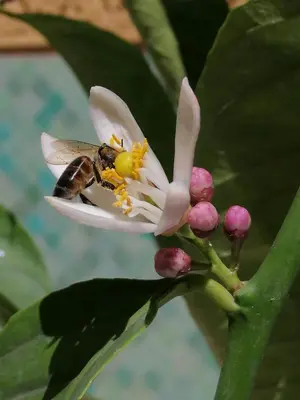 a bee pollinating a white flower on a plant at Riad Aventurine in Marrakech