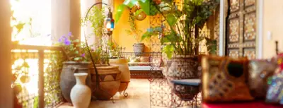 a group of potted plants in a room at Riad Roxanne in Marrakech