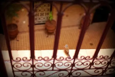 a metal fence with two potted plants in a room at Riad Hôtel Marraplace in Marrakech