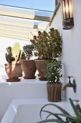 a group of potted plants sitting on a window sill at Riad Dar Jabel in Marrakech