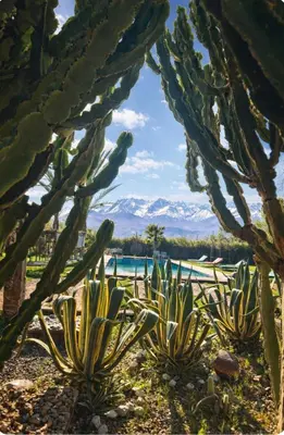 a group of cacti with mountains in the background at Jnan Lotf Marrakech - Le Jardin de la Bienveillance in Marrakech