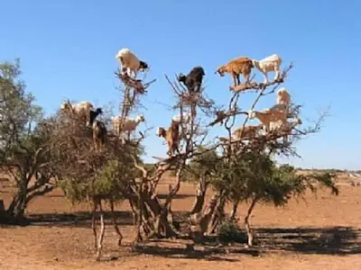 a group of animals standing on top of trees at Villa Selma avec piscine chauffée in Marrakech