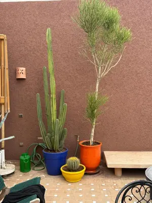 three plants in pots sitting next to a wall at 