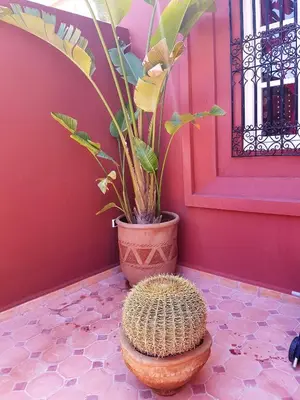 a plant in a pot next to a pink door at Riad Al Jawhar in Marrakech