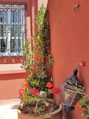 a vase and flowers in a pot next to a wall at Riad Al Jawhar in Marrakech